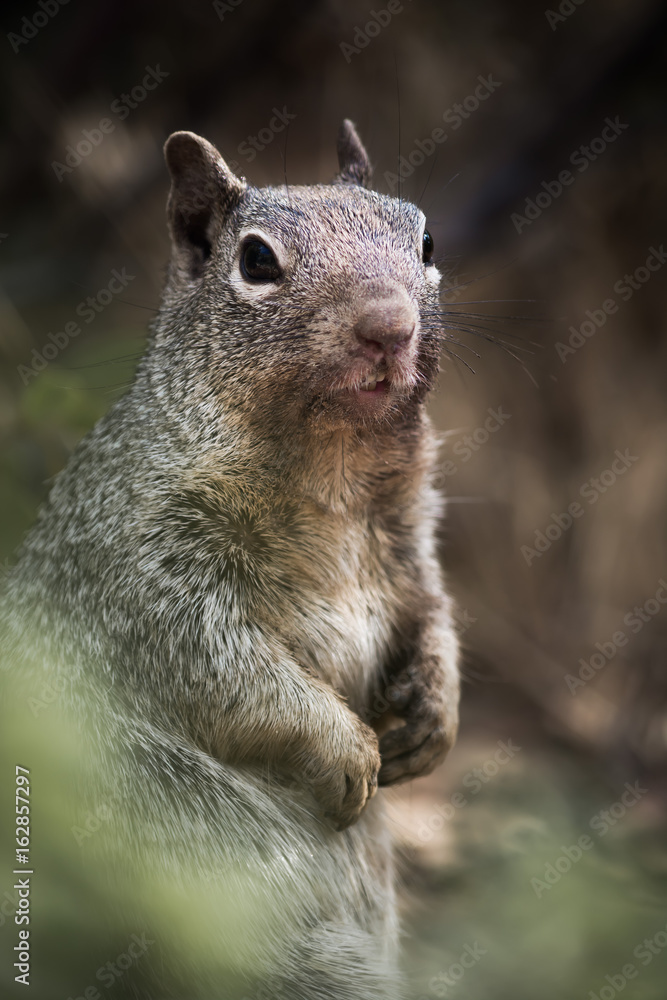 Naklejka premium Inquisitive