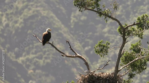 Bald Eagle resting by nest in San Gabriel Mountains National Monument California photo