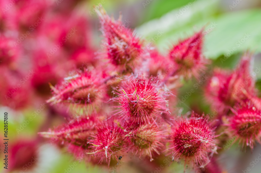 japanese wineberry macro japanese wineberry macro