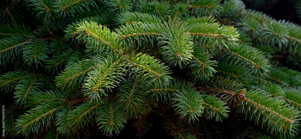 Fluffy fir tree brunch close up. Fluffy fir tree brunch close up.
