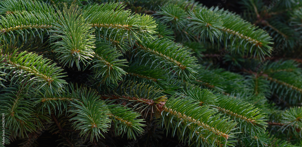 Fluffy fir tree brunch close up.