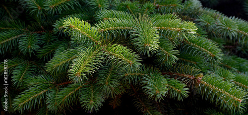 Fluffy fir tree brunch close up.