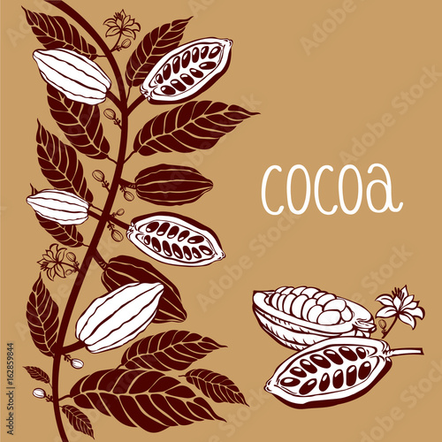 Cocoa beans plant, Vector exotic cocoa plants