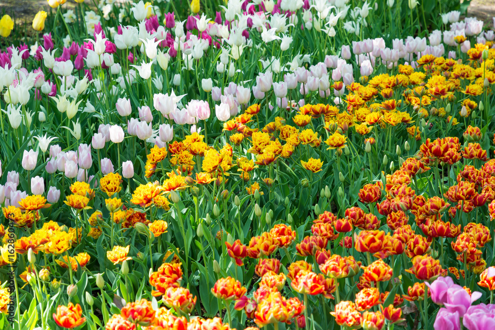 Multicolor tulips in the spring garden. Springtime flowering.