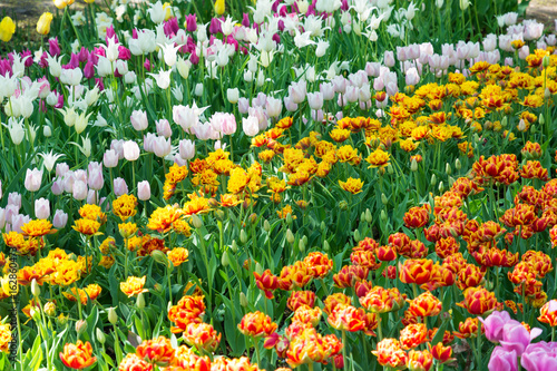 Multicolor tulips in the spring garden. Springtime flowering.