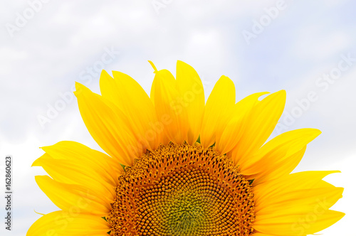 Fototapeta Naklejka Na Ścianę i Meble -  Sunflowers 