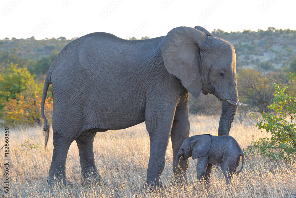 Obraz premium Elefant