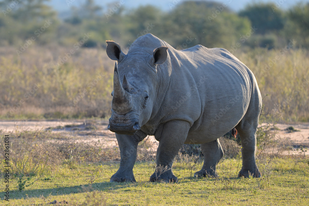 Obraz premium White Rhino