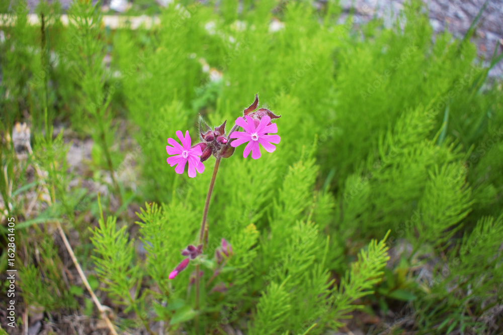 Obraz premium Flower Abisko National Park Sweden Europe