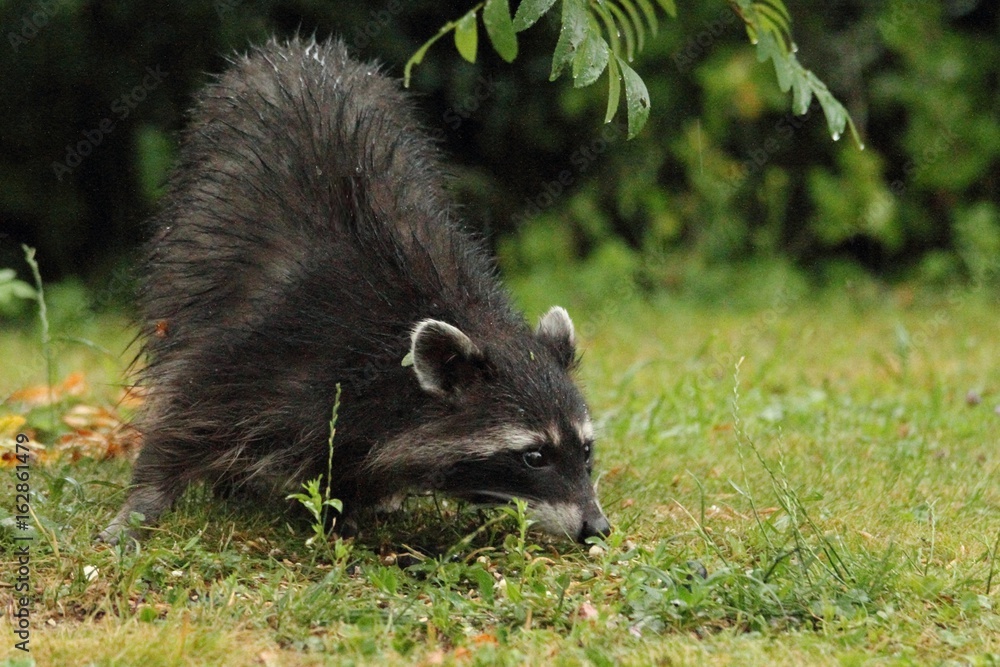 Fototapeta premium raccoon is searching for something in the grass
