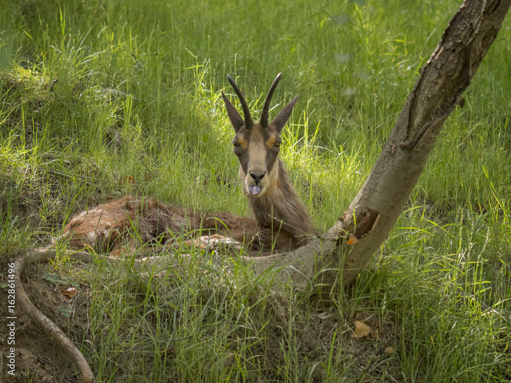 Fototapeta premium Chamois crouched behind a trunk