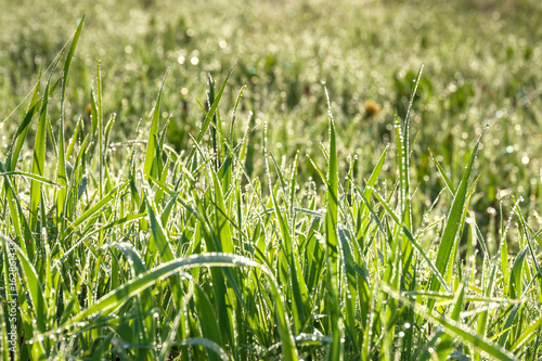 green grass with dew drops on a summer meadow an blur background