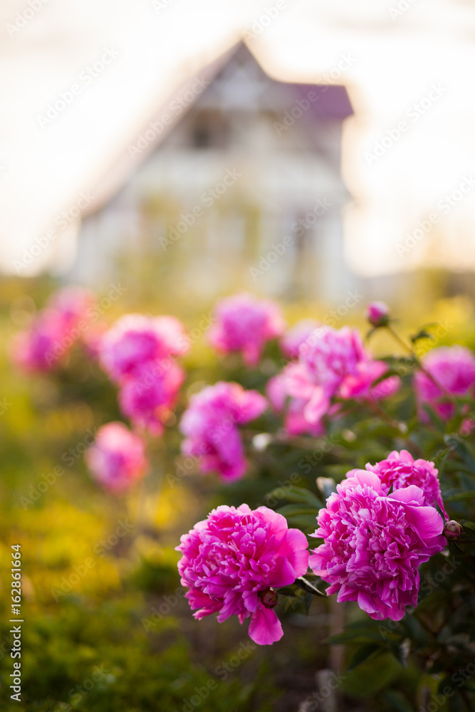 Obraz premium Country Cottage with beautiful peony garden in the sunshine