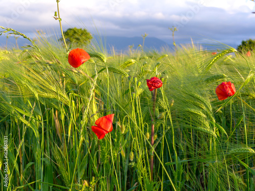 Coquelicot culture blé bio