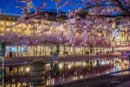 Photography Blommande körsbärsträd vid dammen i Kungsträdgården  i Stockholm