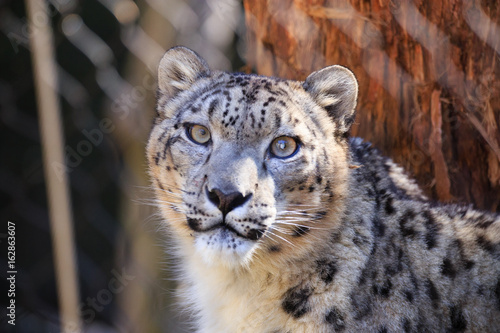 Snow leopard in captivity