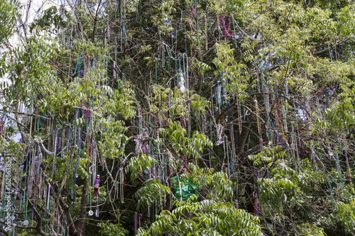 Beads Hanging in a Tree in New Orleans photo