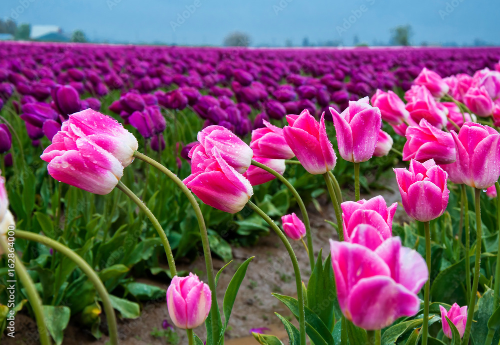 Obraz premium Skagit Tulips