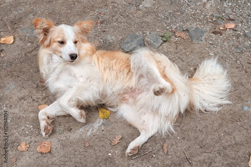 Dog Lying On Back, Serbia