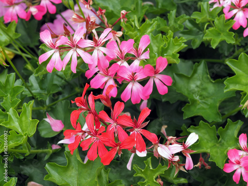 Fototapeta Naklejka Na Ścianę i Meble -  Geranien