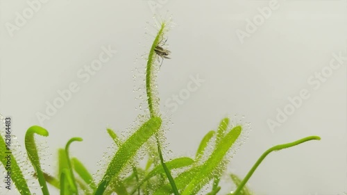 hd video of  beautiful sundew ( drosera ) catching and eating mosquito