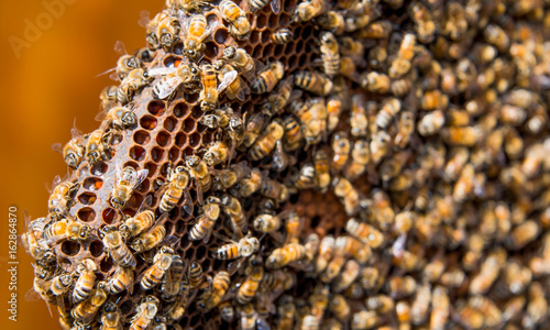 Honeycomb Corner with Bees