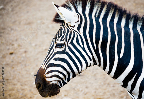 Bilde på lerret close up side view of a zebra