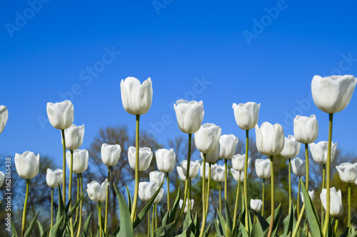 Better tulip flowers against the blue sky. A flower bed with tulips