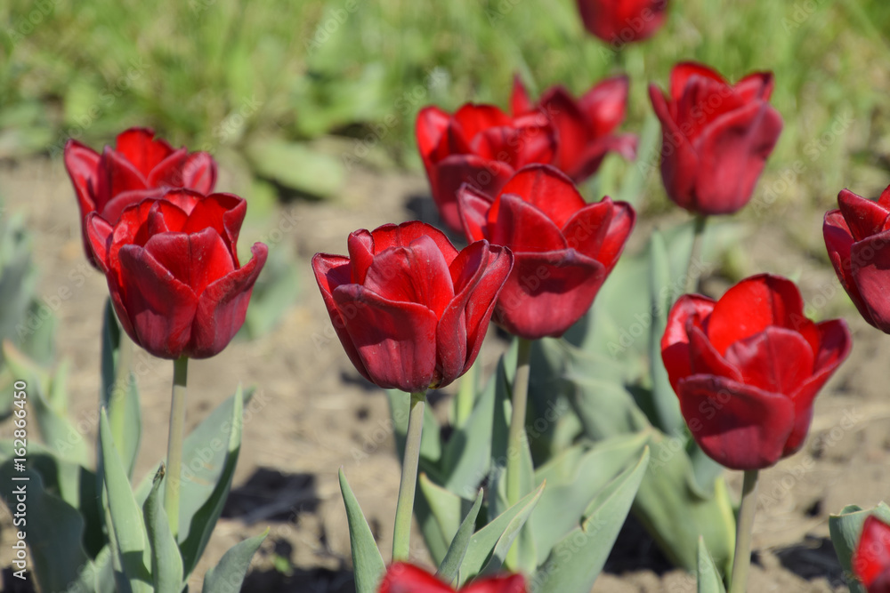 Obraz premium Red flowers of tulips on a flower bed. A flower bed with tulips