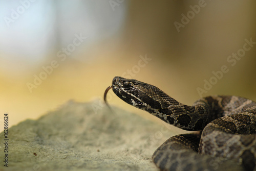 Obraz na plátne Massauage rattler
