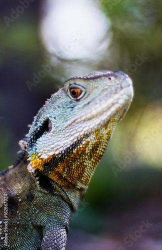 Bearded Dragon