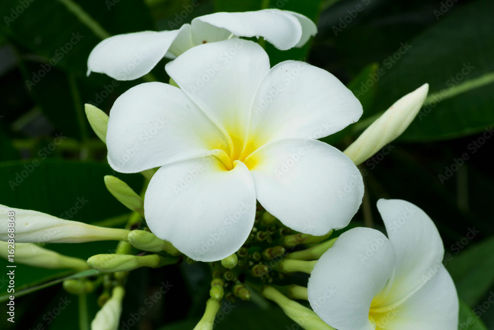 Plumeria in the garden Plumeria in the garden