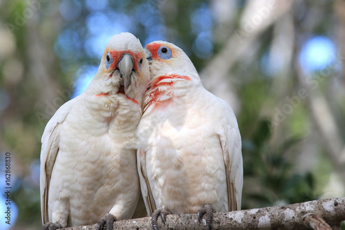 A couple of long- billed cockatoo (cacatua tenuirostris), sitting on a tree branch. Australia, Brisbane.