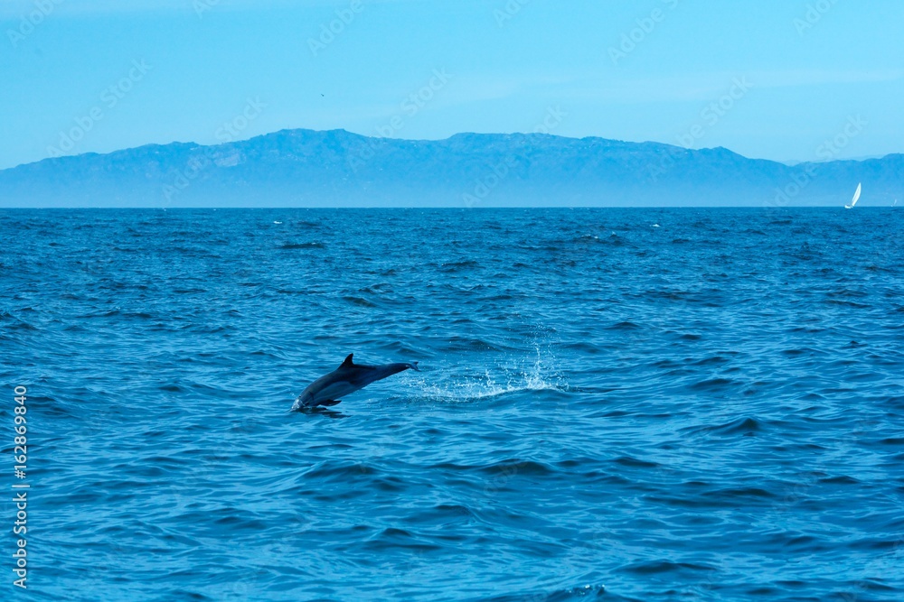 Fototapeta premium Pacific Dolphin