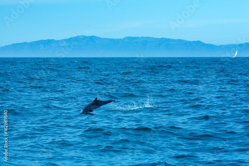 Pacific Dolphin