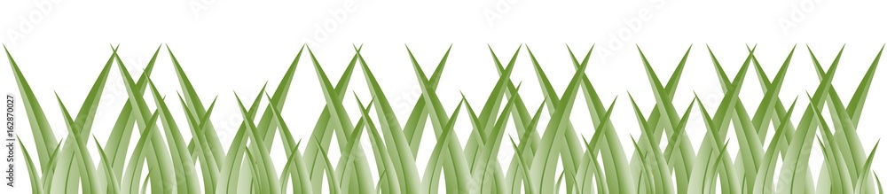 Fototapeta premium Wiese: grüne Halme auf weiß.