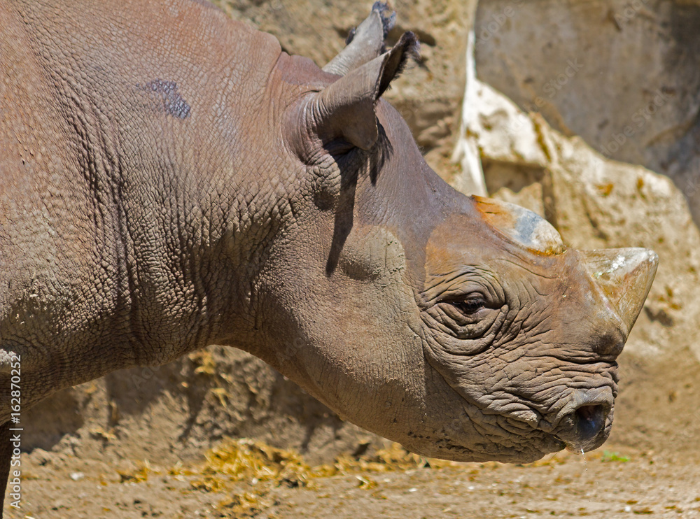 Fototapeta premium rhinoceros