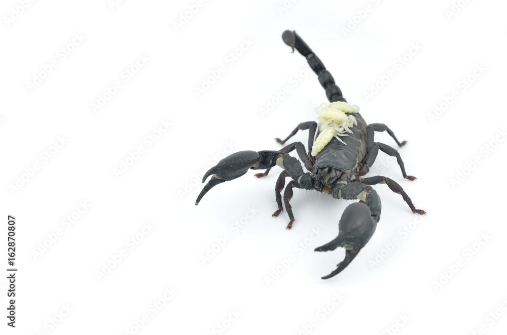 Black scorpion and white larva. Black scorpion and white larva.