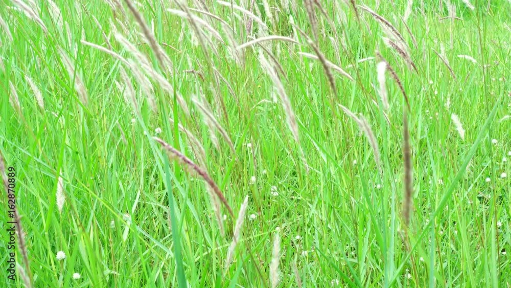 4K Meadow pasture white grass green background 4K Meadow pasture white grass green background