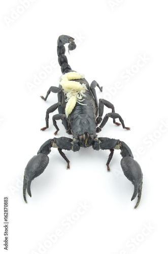 Black scorpion and white larva.