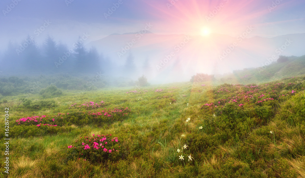 Beautiful sunrise in the spring mountains. View of hills, covered with fresh blossom rododendrons. Panoramic landscape. Beautiful sunrise in the spring mountains. View of hills, covered with fresh blossom rododendrons. Panoramic landscape.