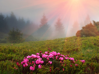Fototapete Jahreszeiten Blühende Rhododendren in den Bergen  © vovik_mar