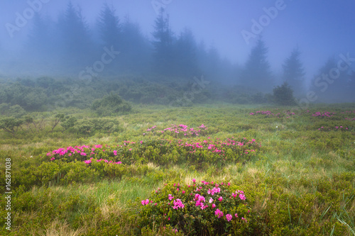 Beautiful landscape in the spring mountains. View of  smoky hills, covered with fresh blossom rododendrons.   photo