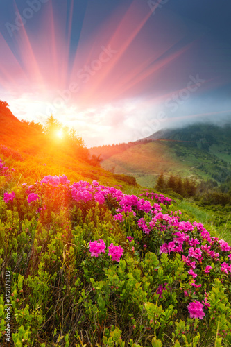 Beautiful sunset in the spring mountains. View of  hills, covered with fresh blossom rododendrons. © vovik_mar