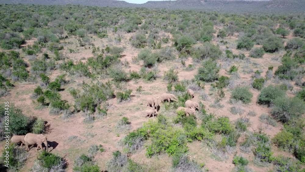 African Elephants, filmed from above with aerial drone African Elephants, filmed from above with aerial drone