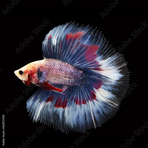 Doubletail Betta on black background. Beautiful fish. Swimming flutter tail flutter.
