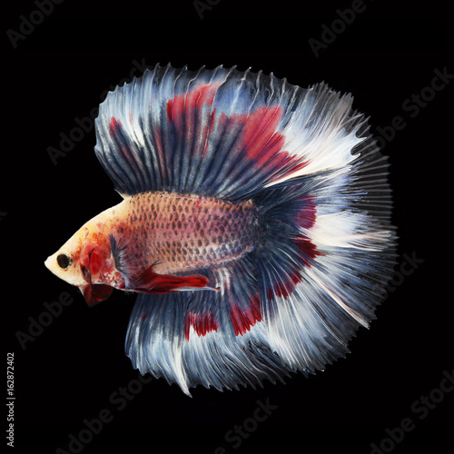 Doubletail Betta on black background. Beautiful fish. Swimming flutter tail flutter.