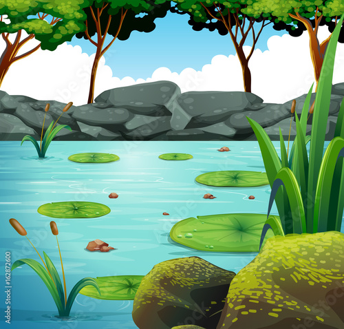 Scene with water lily in the pond