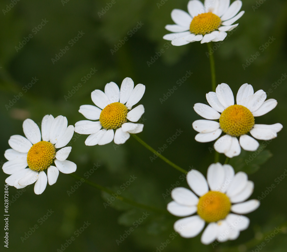 Fototapeta premium Chamomile flowers