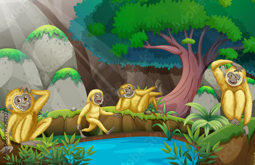 Four gibbons in the forest